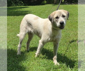 Irish Wolfhound-Unknown Mix Dogs for adoption in Yardley, PA, USA