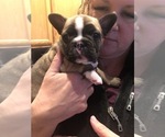 Small Photo #6 French Bulldog Puppy For Sale in SPARKS, NV, USA