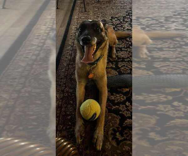 Medium Photo #2 Mutt Puppy For Sale in Imlay City, MI, USA