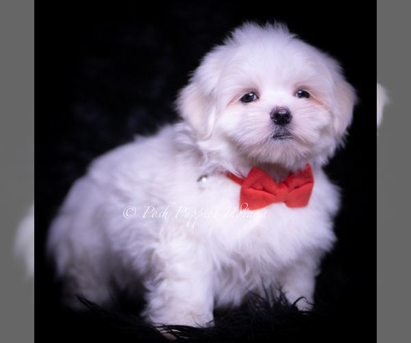 Medium Photo #4 Maltese Puppy For Sale in WARSAW, IN, USA