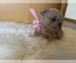 Small Photo #4 French Bulldog Puppy For Sale in PUYALLUP, WA, USA