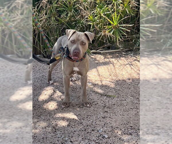 Medium Photo #4 American Staffordshire Terrier Puppy For Sale in phoenix, AZ, USA
