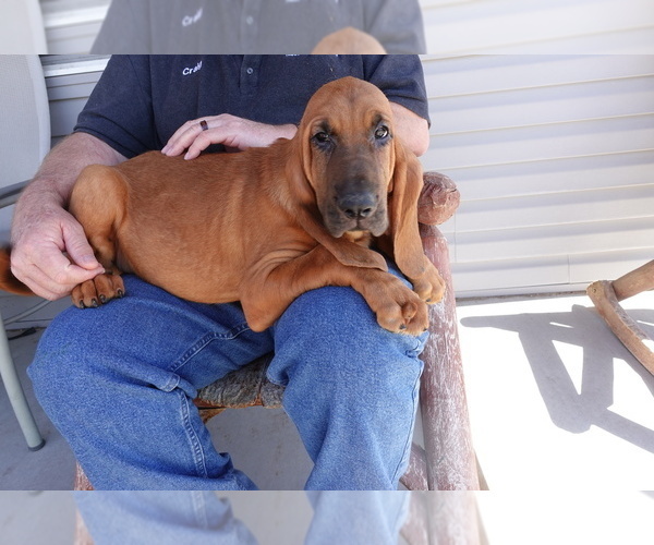 Medium Photo #8 Bloodhound Puppy For Sale in JEROME, ID, USA