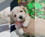 Small #1 Maltipoo (Miniature)