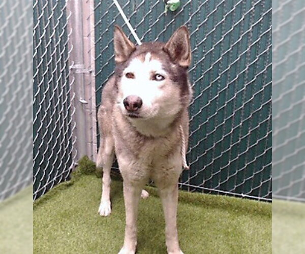 Medium Photo #1 Siberian Husky-Unknown Mix Puppy For Sale in Downey, CA, USA