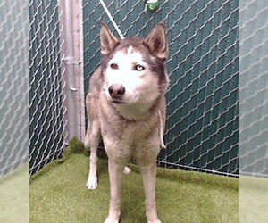 Siberian Husky-Unknown Mix Dogs for adoption in Downey, CA, USA