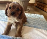 Small Cavalier King Charles Spaniel