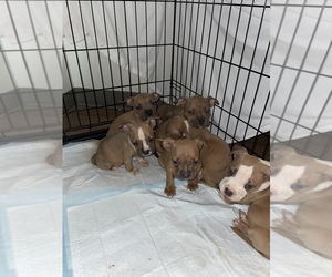 American Bully Puppy for sale in FAYETTEVILLE, AR, USA