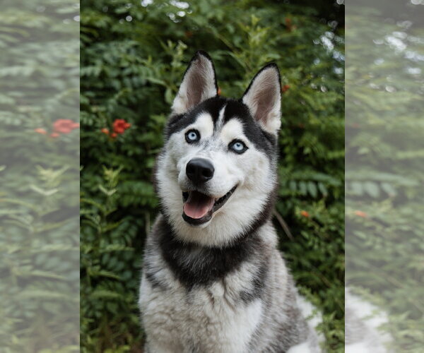 Medium Photo #3 Siberian Husky Puppy For Sale in Carrollton, TX, USA