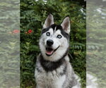 Small #2 Siberian Husky