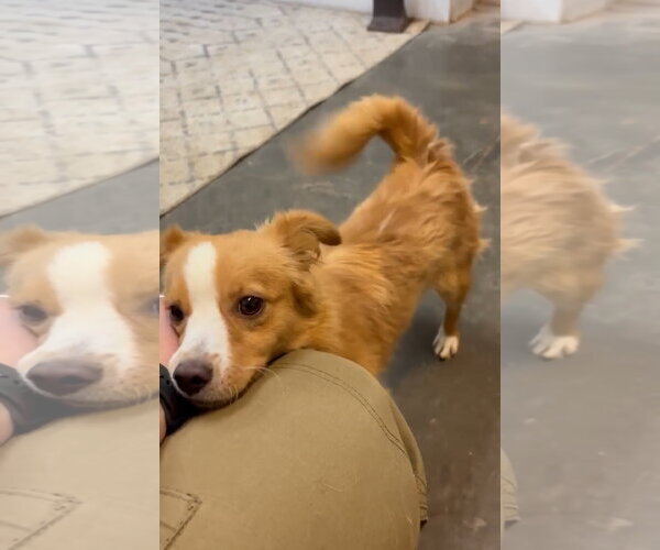 Medium Photo #4 Australian Shepherd-Unknown Mix Puppy For Sale in Grafton, WI, USA