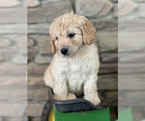 Goldendoodle (Miniature) Puppy for sale in ANDERSONVILLE, TN, USA