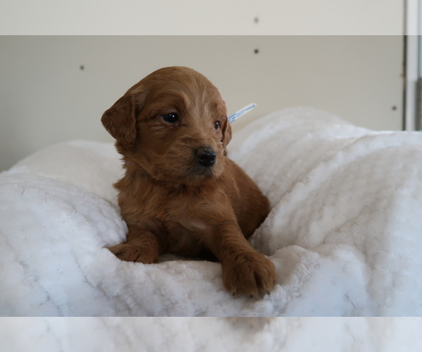 Medium Photo #2 Goldendoodle Puppy For Sale in KALAMAZOO, MI, USA