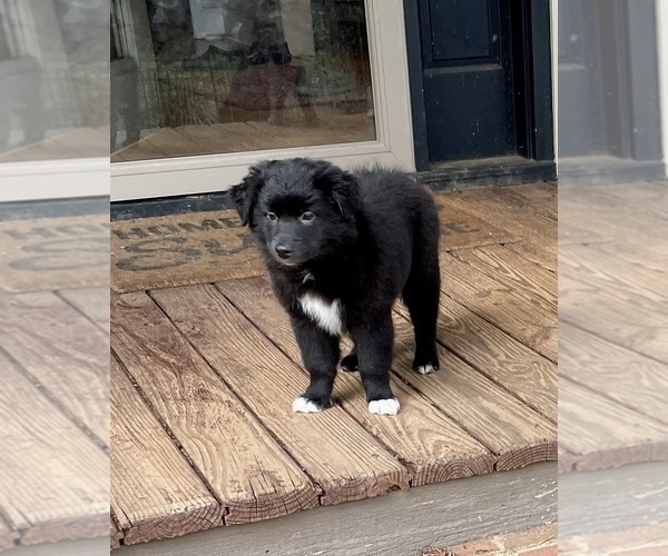 Medium Photo #5 Australian Shepherd Puppy For Sale in MATTHEWS, NC, USA