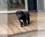 Small Photo #5 Australian Shepherd Puppy For Sale in MATTHEWS, NC, USA
