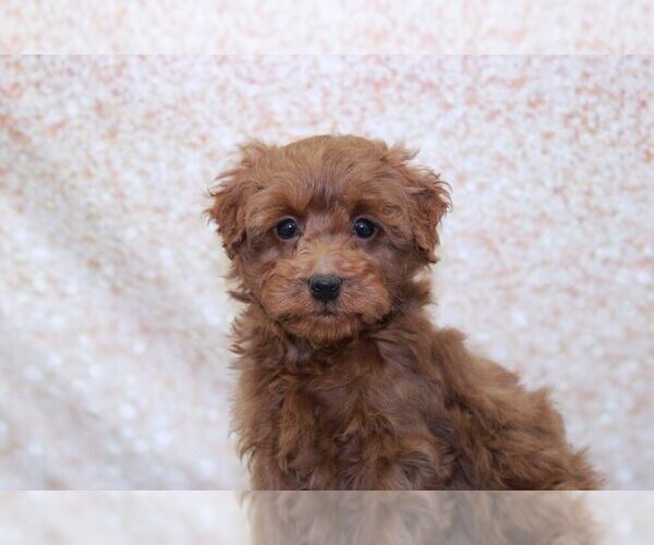 Medium Photo #2 Goldendoodle (Miniature) Puppy For Sale in MARIETTA, GA, USA
