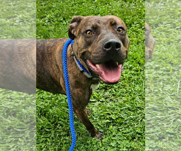 Medium Photo #1 Mutt Puppy For Sale in Rockaway, NJ, USA