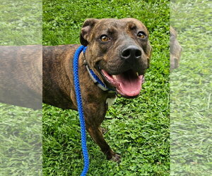 Mutt Dogs for adoption in Rockaway, NJ, USA