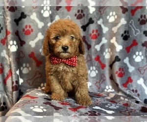 Goldendoodle (Miniature) Puppy for sale in LAKELAND, FL, USA