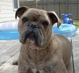 Small Photo #1 Olde English Bulldogge Puppy For Sale in BUDA, TX, USA