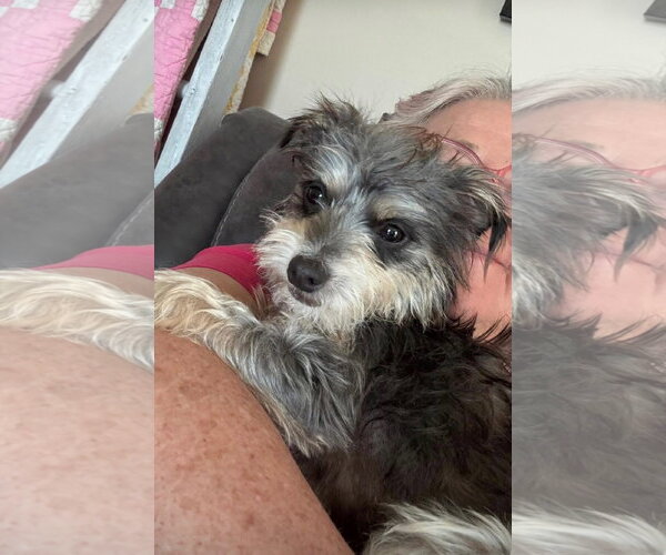 Medium Photo #1 Mutt Puppy For Sale in Westmont, IL, USA