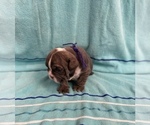 Small Photo #2 English Bulldog Puppy For Sale in DENVER CITY, TX, USA