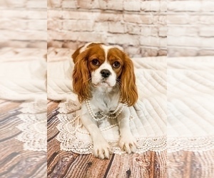 Mother of the Cavalier King Charles Spaniel puppies born on 06/18/2023