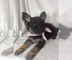 German Shepherd Dog Puppy for sale in GREENFIELD, IN, USA