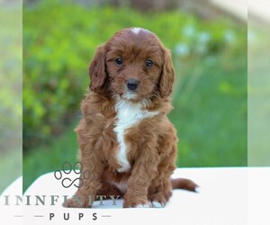Cavapoo Puppy for sale in LITITZ, PA, USA