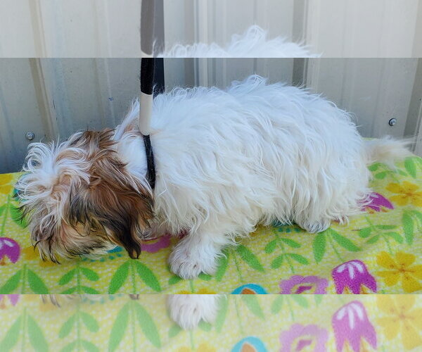 Medium Photo #4 Havanese Puppy For Sale in Mountain View, MO, USA