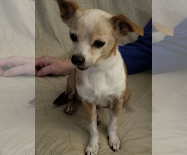 Medium Photo #3 Chihuahua Puppy For Sale in Mount Laurel, NJ, USA