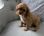 Puppy 5 Cavalier King Charles Spaniel