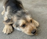 Puppy Kevin German Shepherd Dog-Goldendoodle Mix