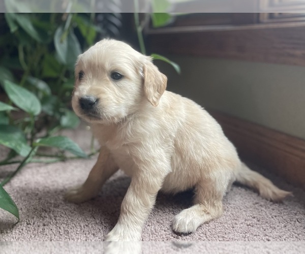 Medium Photo #6 Golden Retriever Puppy For Sale in FORDLAND, MO, USA