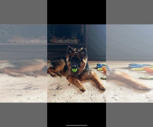 Medium Photo #49 German Shepherd Dog Puppy For Sale in LA FAYETTE, NY, USA
