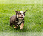 Small #9 English Bulldog-Olde English Bulldogge Mix