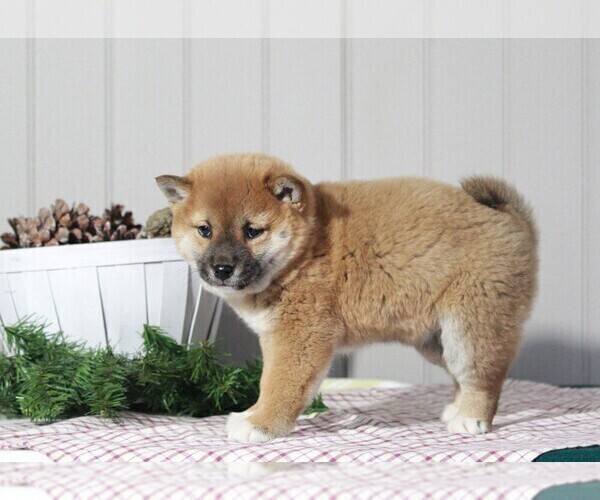 Full screen Photo #3 Shiba Inu Puppy For Sale in APPLE CREEK, OH, USA