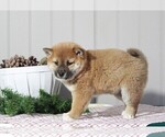 Small Photo #3 Shiba Inu Puppy For Sale in APPLE CREEK, OH, USA