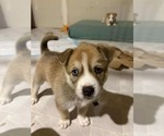 Small #1 Siberian Husky Mix