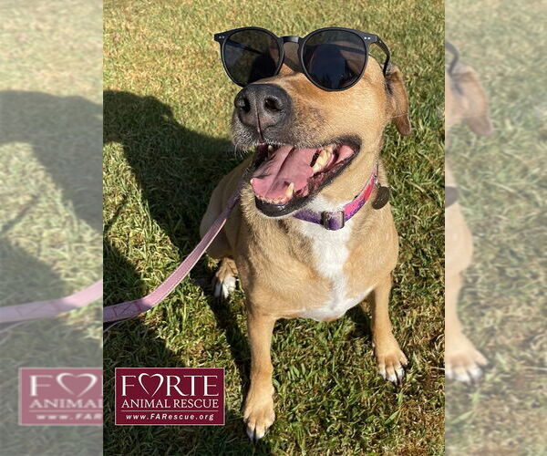 Medium Photo #4 German Shepherd Dog-Rhodesian Ridgeback Mix Puppy For Sale in Marina del Rey, CA, USA