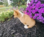 Small #6 Pembroke Welsh Corgi
