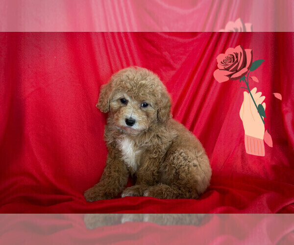 Medium Photo #1 Maltipoo Puppy For Sale in SAN FRANCISCO, CA, USA