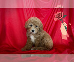 Small Photo #1 Maltipoo Puppy For Sale in SAN FRANCISCO, CA, USA