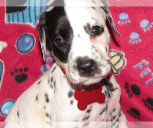 Dalmatian Puppy for sale in PHOENIX, AZ, USA