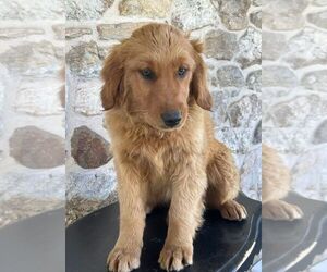 Golden Retriever Puppy for sale in KINZERS, PA, USA