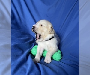 Golden Labrador Puppy for Sale in LIVE OAK, Florida USA