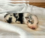 Small Photo #4 Australian Shepherd Puppy For Sale in LODA, IL, USA