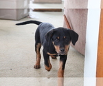 Small Photo #2 Bluetick Coonhound-Labrador Retriever Mix Puppy For Sale in SHILOH, OH, USA