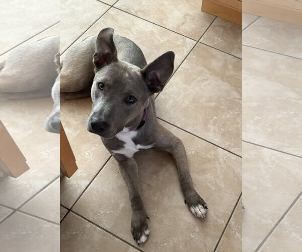 Medium Photo #4 Siberian Husky-Unknown Mix Puppy For Sale in Blairsville, GA, USA