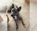 Small #3 Siberian Husky Mix